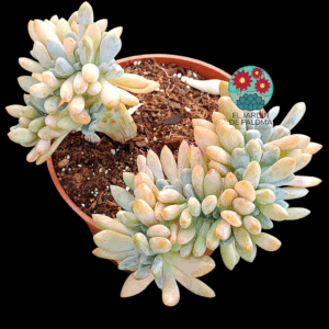 Pachyveria Scheideckeri crestada (maceta grande)