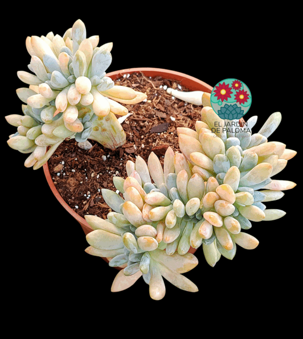 Pachyveria Scheideckeri crestada (maceta grande)