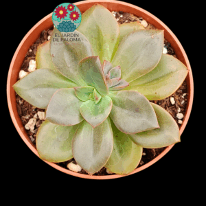 Echeveria Chroma