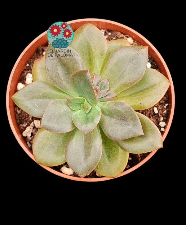 Echeveria Chroma