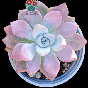 Graptoveria opalina (maceta grande)