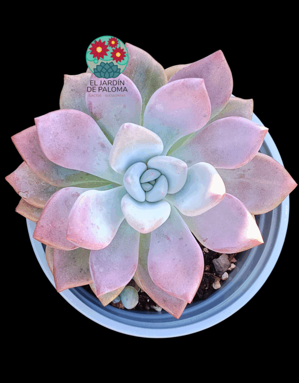 Graptoveria opalina (maceta grande)