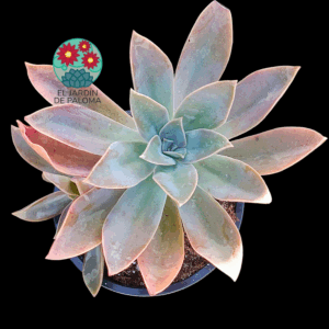 Graptoveria Fred ives con hijo (es grande)