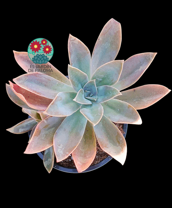 Graptoveria Fred ives con hijo (es grande)
