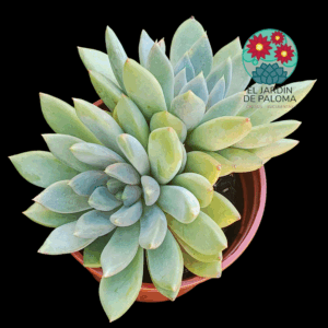 Pachyveria Rough doble roseta (es grande)