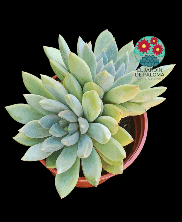 Pachyveria Rough doble roseta (es grande)