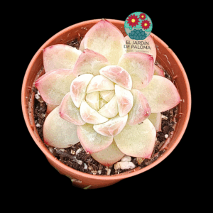 Echeveria Queen dianna (importación, maceta pequeña)