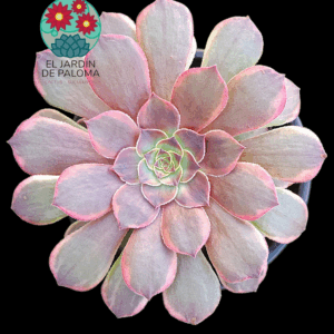 Aeonium Halloween "Chocolate" variegata