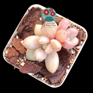 Graptoveria "Avant garde" (importación)