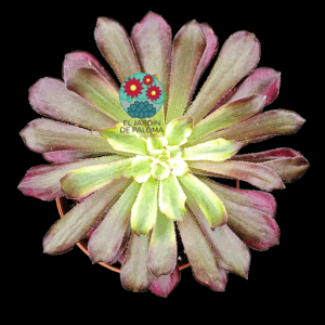 Aeonium mardi grass variegata