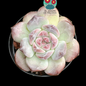 Echeveria White lover (importación)