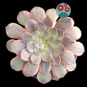 Aeonium Halloween "Chocolate" variegata