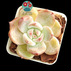 Echeveria Red  crystal (importación)