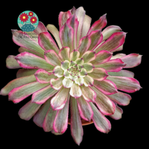 Aeonium mardi grass variegata