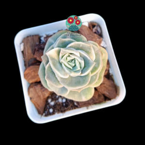 Graptoveria Lovely rose bumps con algo de variegación (importación)