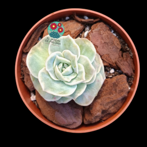 Graptoveria Lovely rose bumps (importación)