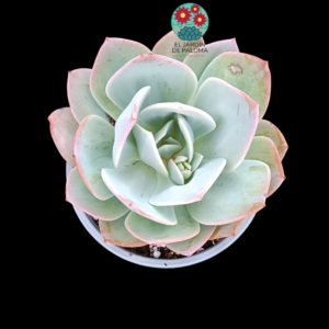 Echeveria Morvan (maceta y tamaño grandes)