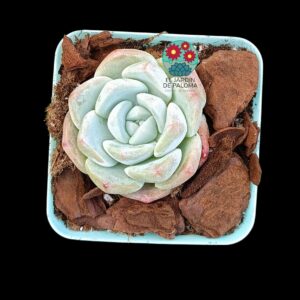 Echeveria Jade butterfly (importación)