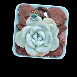 Echeveria Jade butterfly (importación)