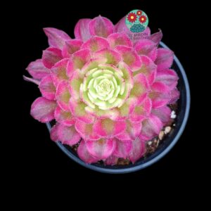 Aeonium mardi grass variegata