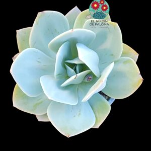 Echeveria Alioli (maceta y tamaño grandes)