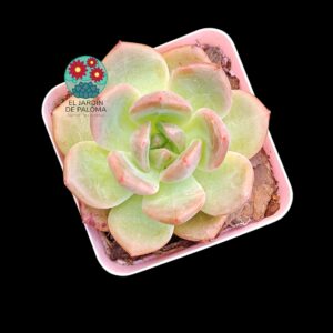 Echeveria Red  crystal (importación)