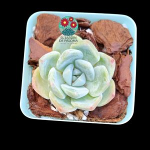 Echeveria Jade butterfly (importación)