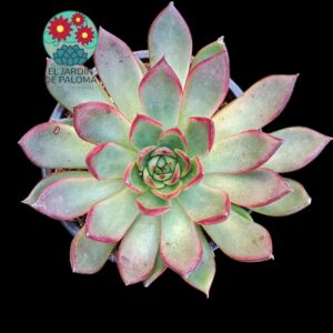 Echeveria Agavoides Moonshine hibrida