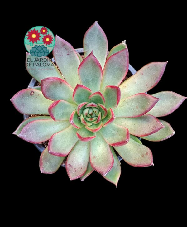 Echeveria Agavoides Moonshine hibrida