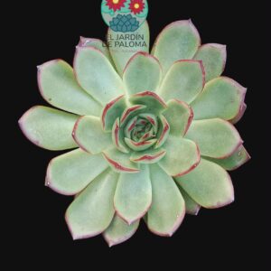 Echeveria red edge