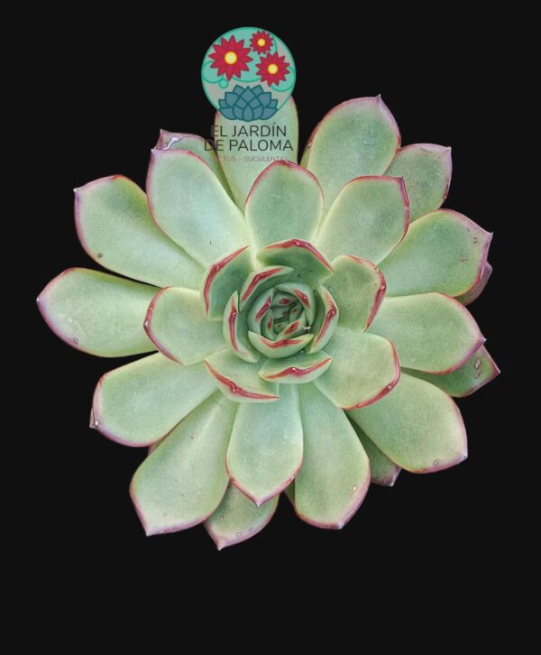Echeveria red edge
