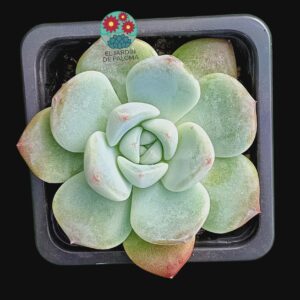 Echeveria Jade butterfly (importación)