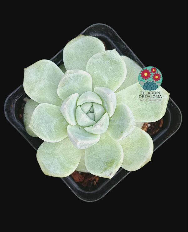 Echeveria Jasmine (importación)