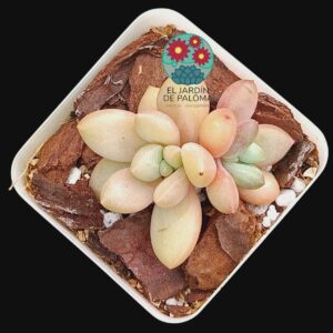 Graptoveria "Avant garde" (importación)