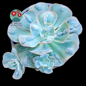 Echeveria "New heigths" con hijuelos