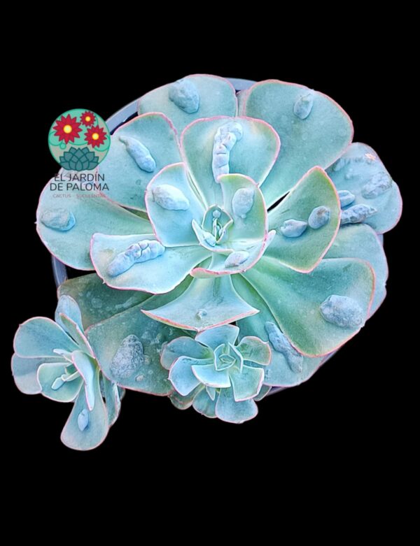 Echeveria "New heigths" con hijuelos
