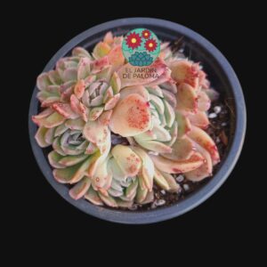 Echeveria Conde bouquet