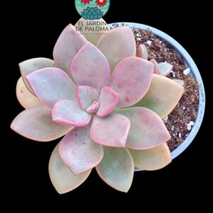 Graptoveria Cumbre vieja con hijuelo (maceta grande)