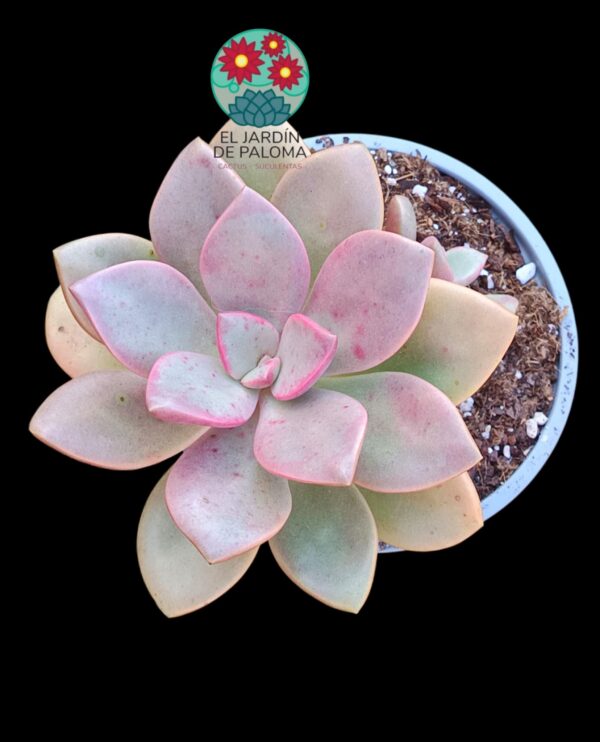 Graptoveria Cumbre vieja con hijuelo (maceta grande)
