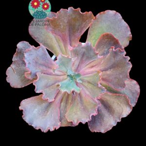 Echeveria Gibbliflora hibrida (muy grande)