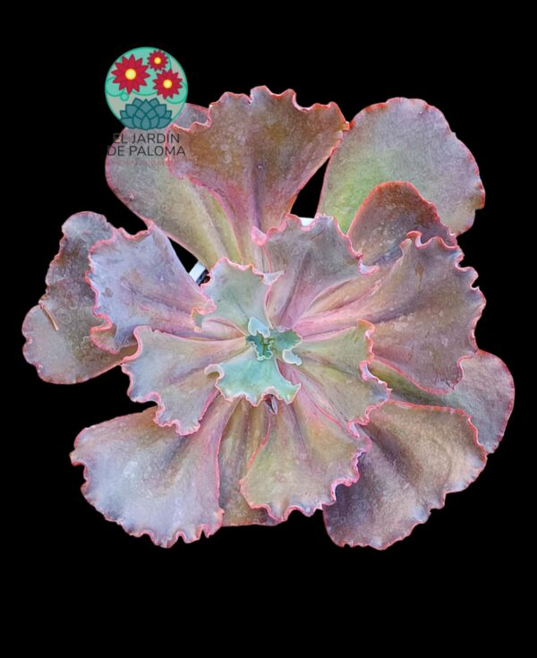 Echeveria Gibbliflora hibrida (muy grande)