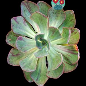 Echeveria Goiabinha variegata (es muy grande)