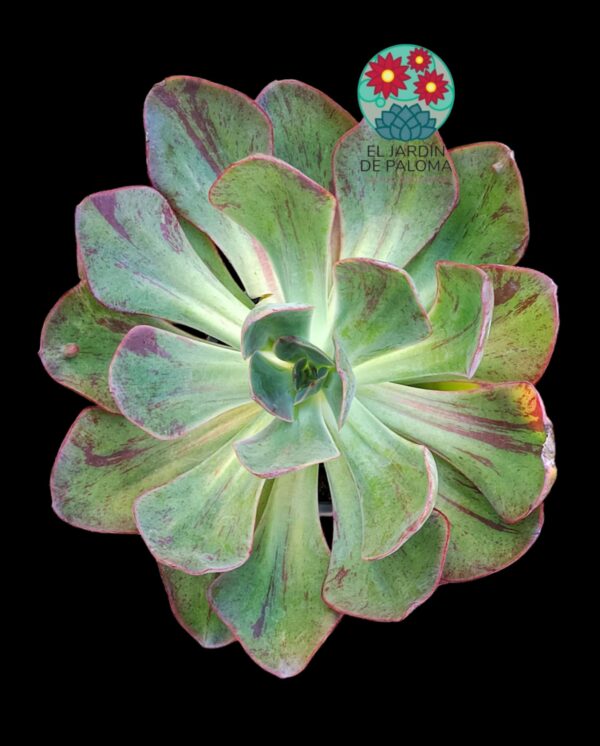 Echeveria Goiabinha variegata (es muy grande)