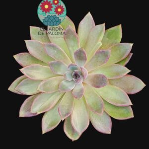 Echeveria Purple star (maceta grande)