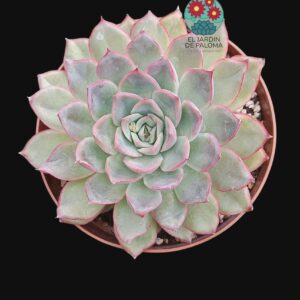 Echeveria Hercules (maceta grande,)
