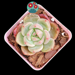 Echeveria Red  crystal (importación)