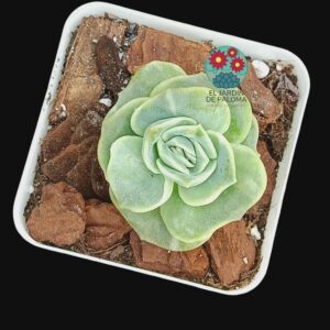 Graptoveria Lovely rose bumps con algo de variegación (importación)