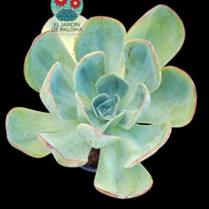 Echeveria Mandal citrus (es grande)