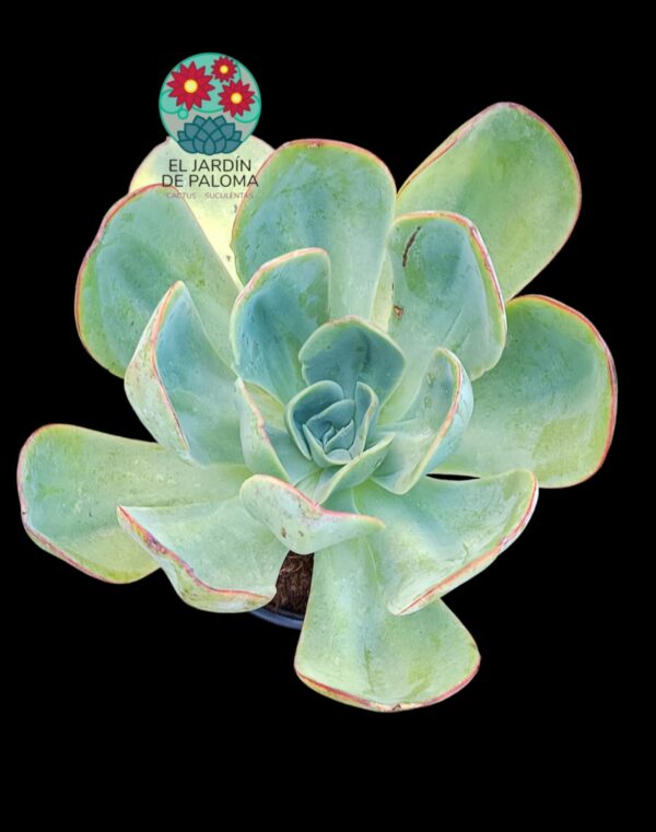 Echeveria Mandal citrus (es grande)