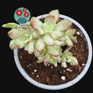 Echeveria Minibelle monstruosa